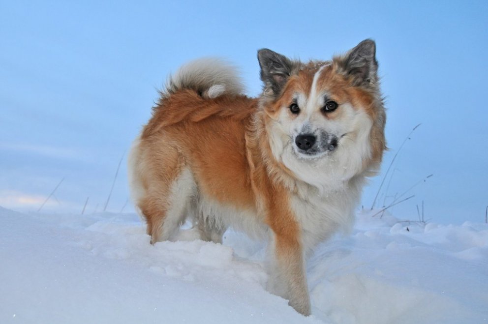 iceland-dog-1957821_1280.jpg